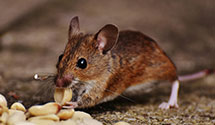 24 Hour & Emergency Exterminators in Napaskiak, AK